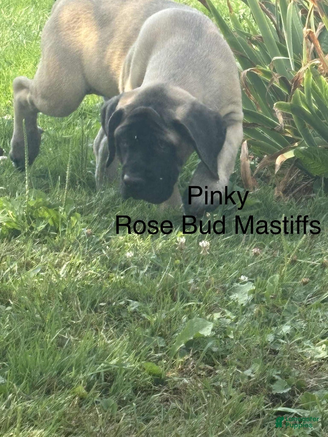English Mastiff dogs for sale: Pinky - Image 7