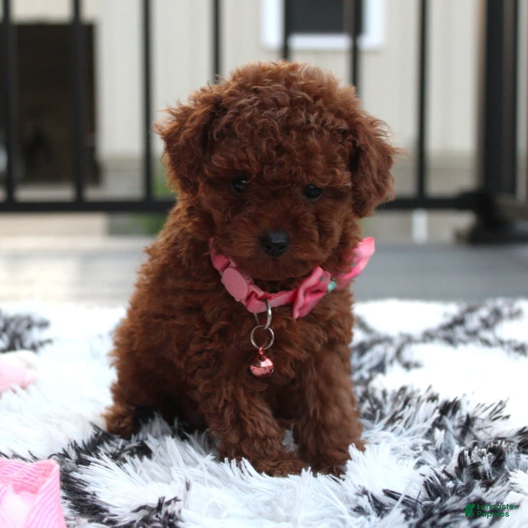 Toy Poodle dogs for sale: Honey - Image 17