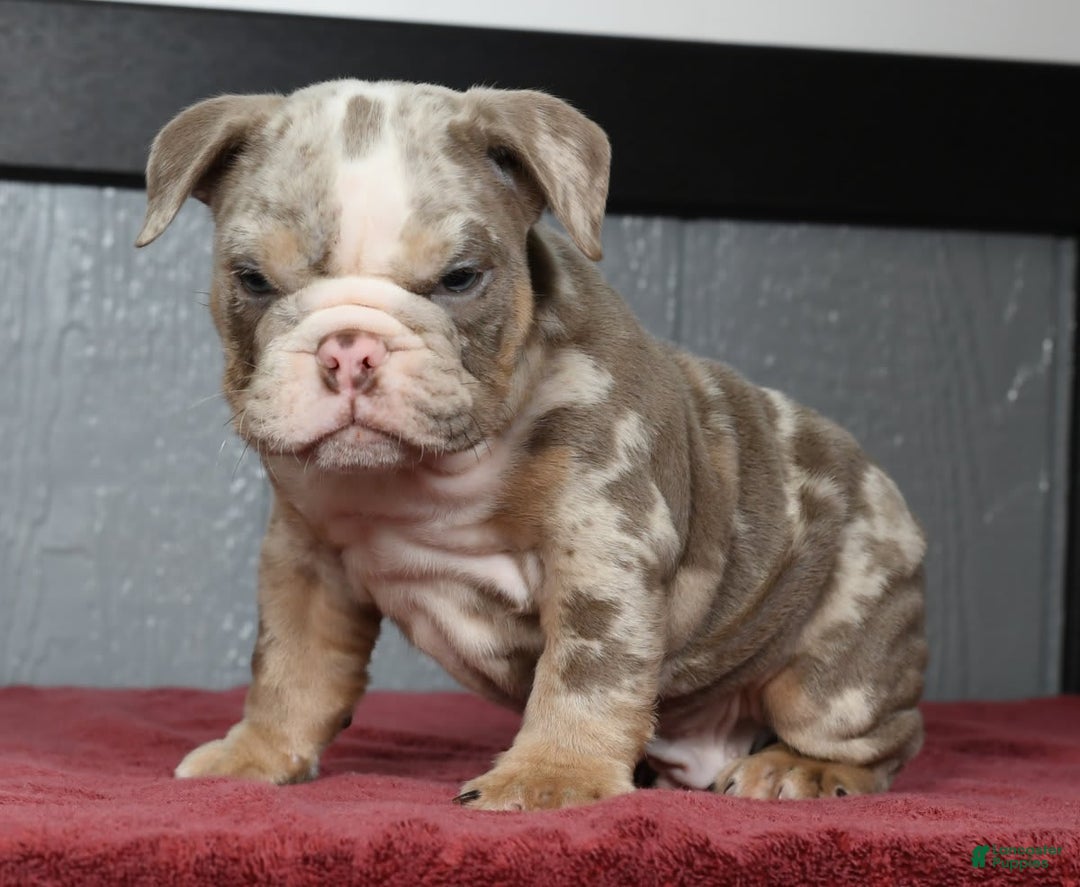 English Bulldog dogs for sale: Zeke - Image 5