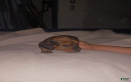 Dachshund dogs for sale: Female - Image 6