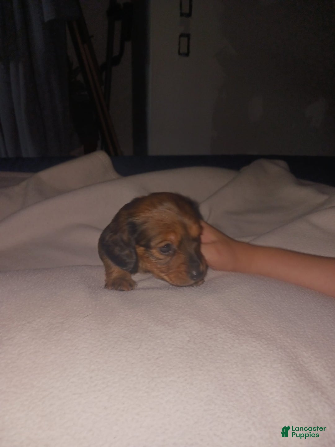 Dachshund dogs for sale: Female - Image 6