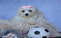 Shihpoo dogs for sale: Callie - Image 8
