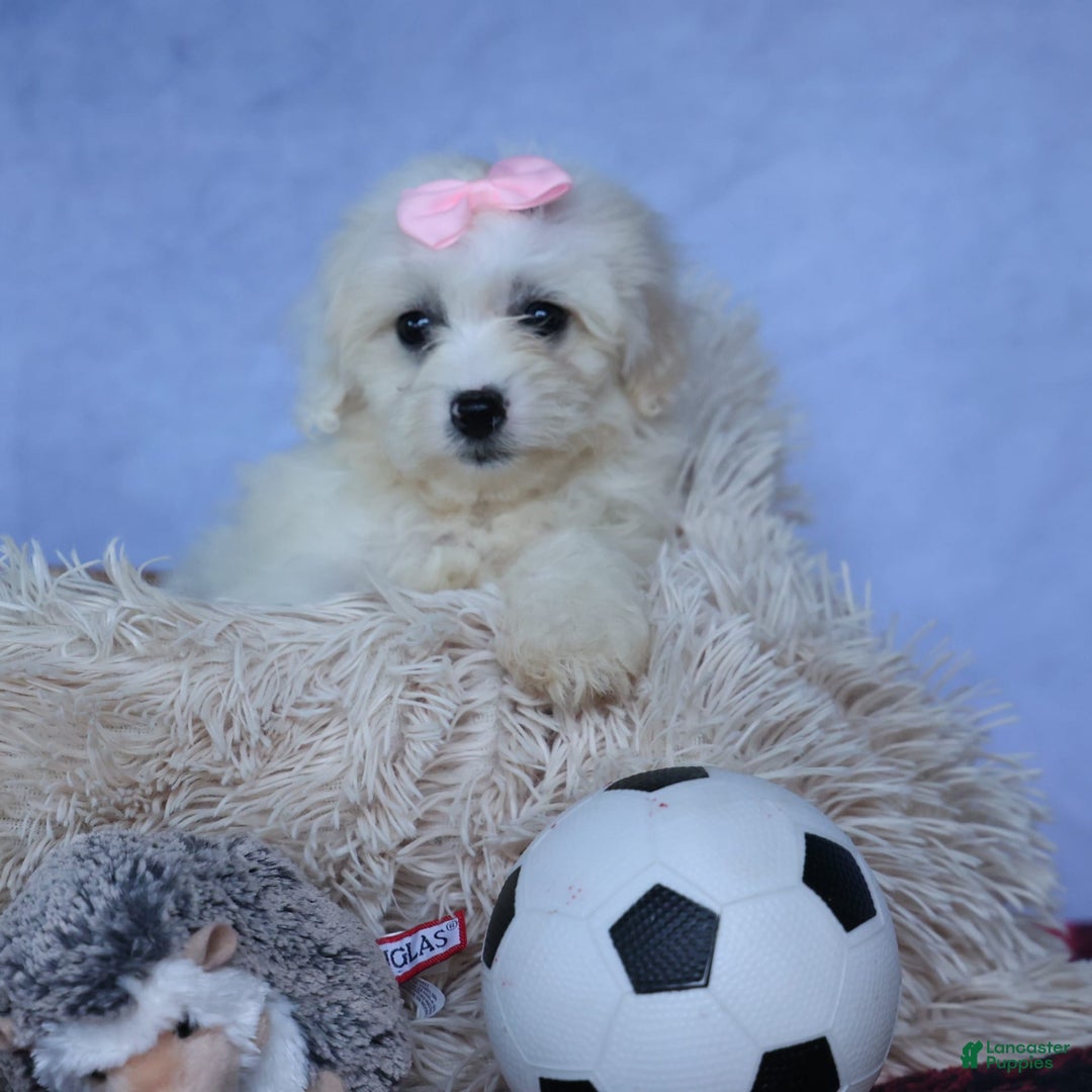 Shihpoo dogs for sale: Callie - Image 8