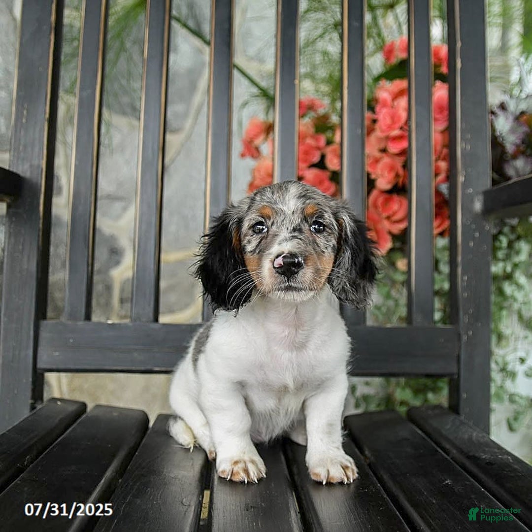Miniature Dachshund dogs for sale: Cookie - Image 5