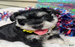 Miniature Schnauzer dogs for sale: BELLA - Image 2