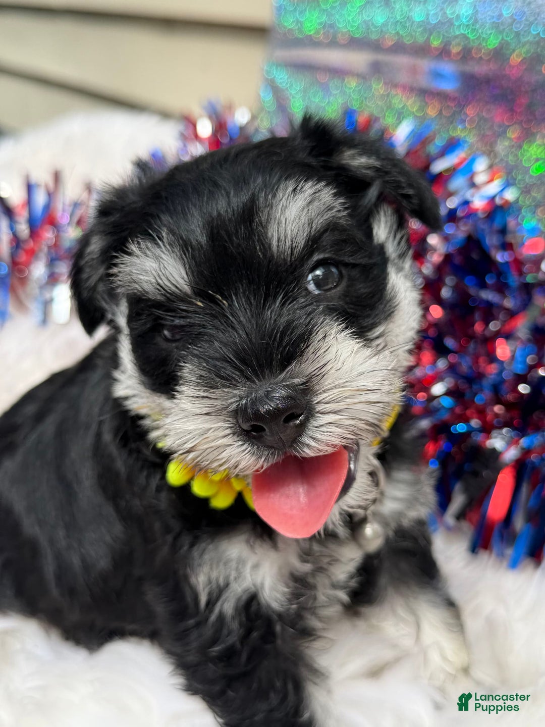 Miniature Schnauzer dogs for sale: BELLA - Image 2