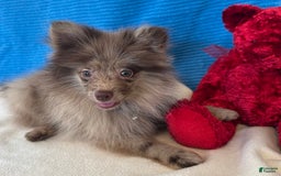 Pomeranian dogs for sale: Dusty - Image 1