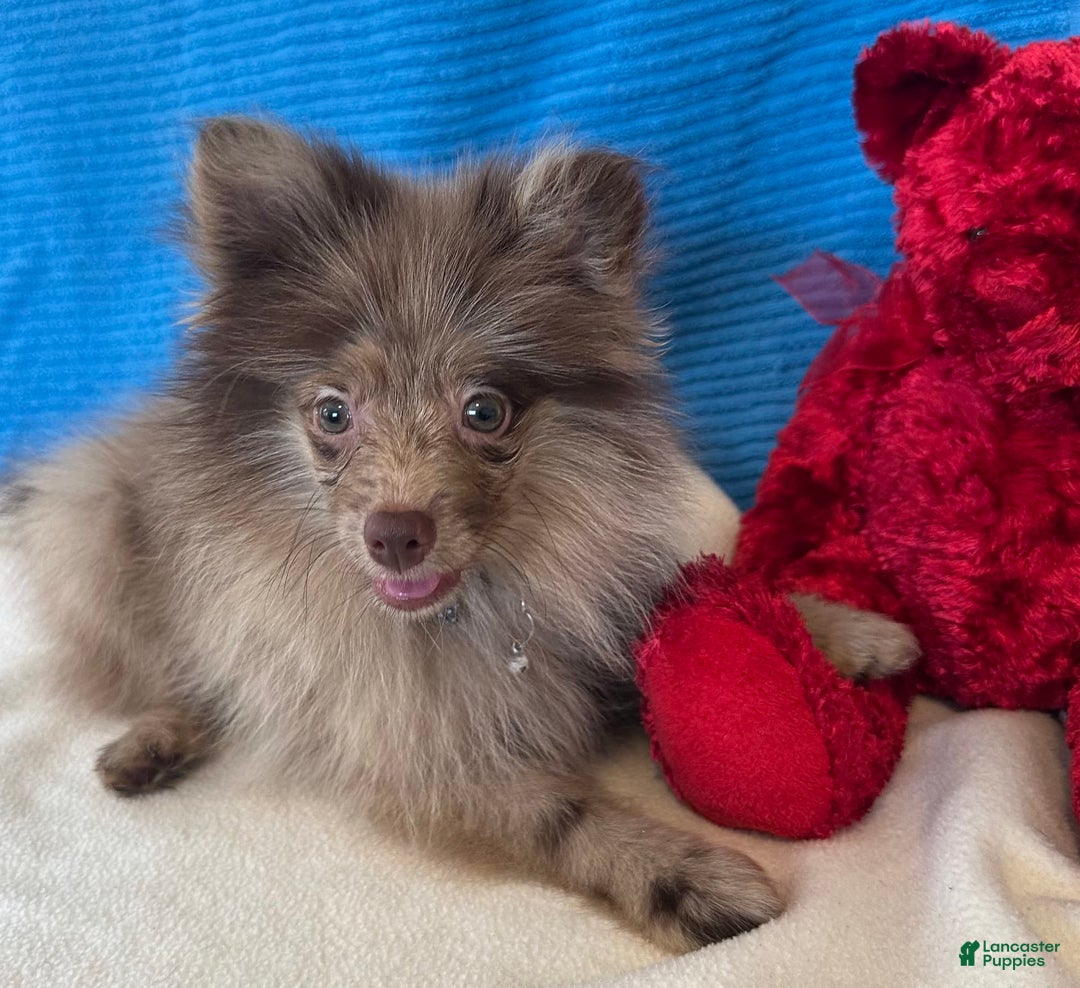 Pomeranian dogs for sale: Dusty - Image 1