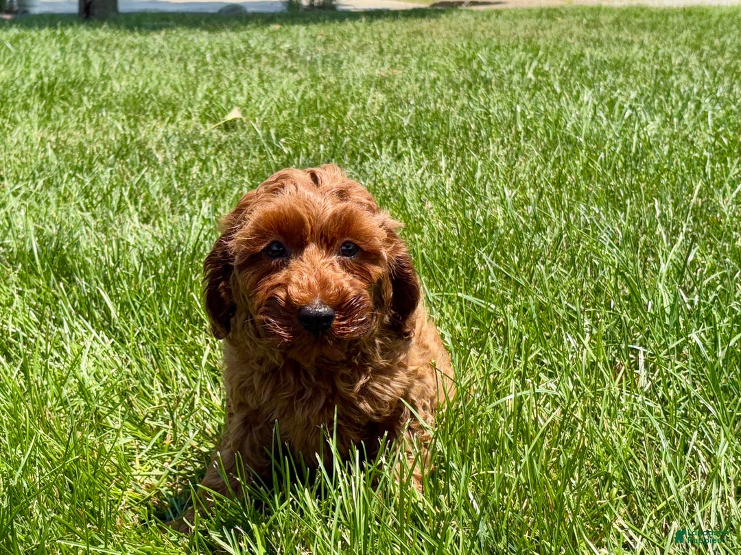Cockapoo dogs for sale: Raina - Image 4