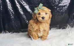 Maltipoo dogs for sale: Maltipoo 2 puppies - Image 3