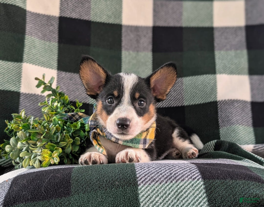 Welsh Corgi Pembroke dogs for sale: Welsh Corgi (Pembroke) 6 puppies - Image 26