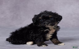 Mini Bernedoodle dogs for sale: Cy - Image 2