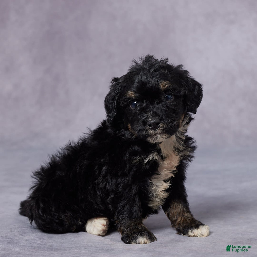 Mini Bernedoodle dogs for sale: Cy - Image 2