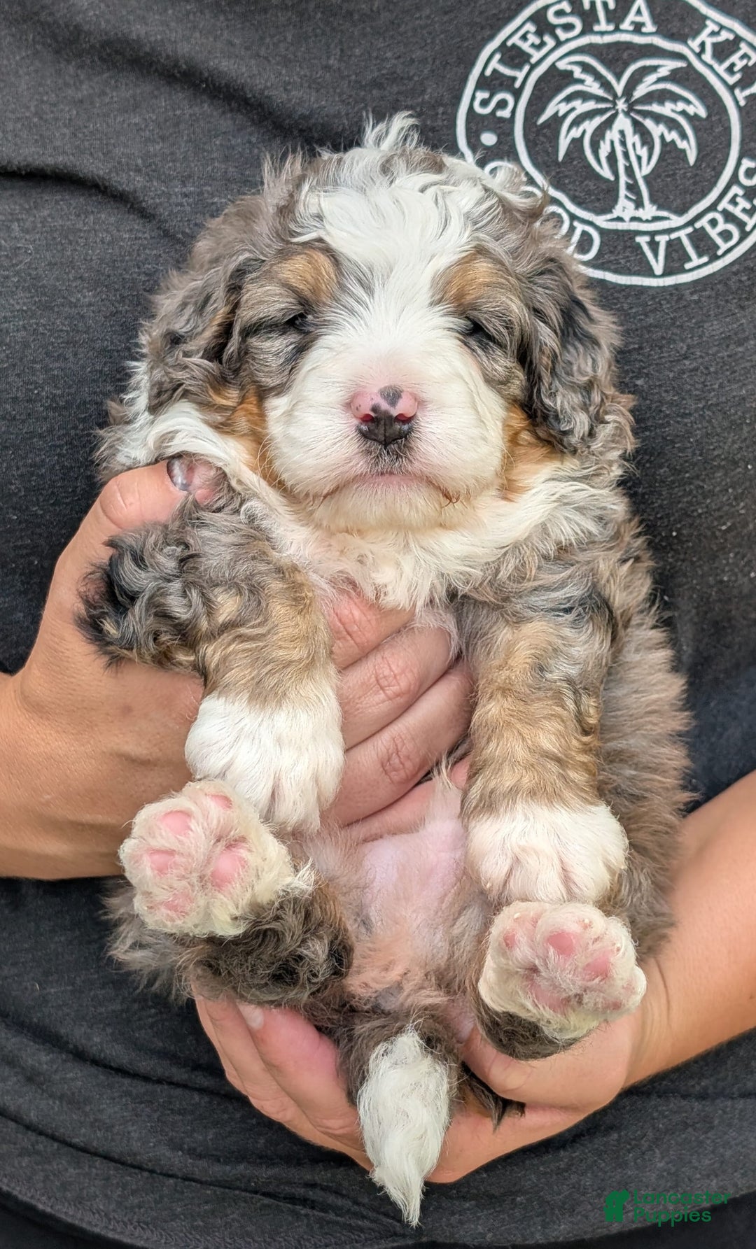 Mini Bernedoodle dogs for sale: Koda - Image 1