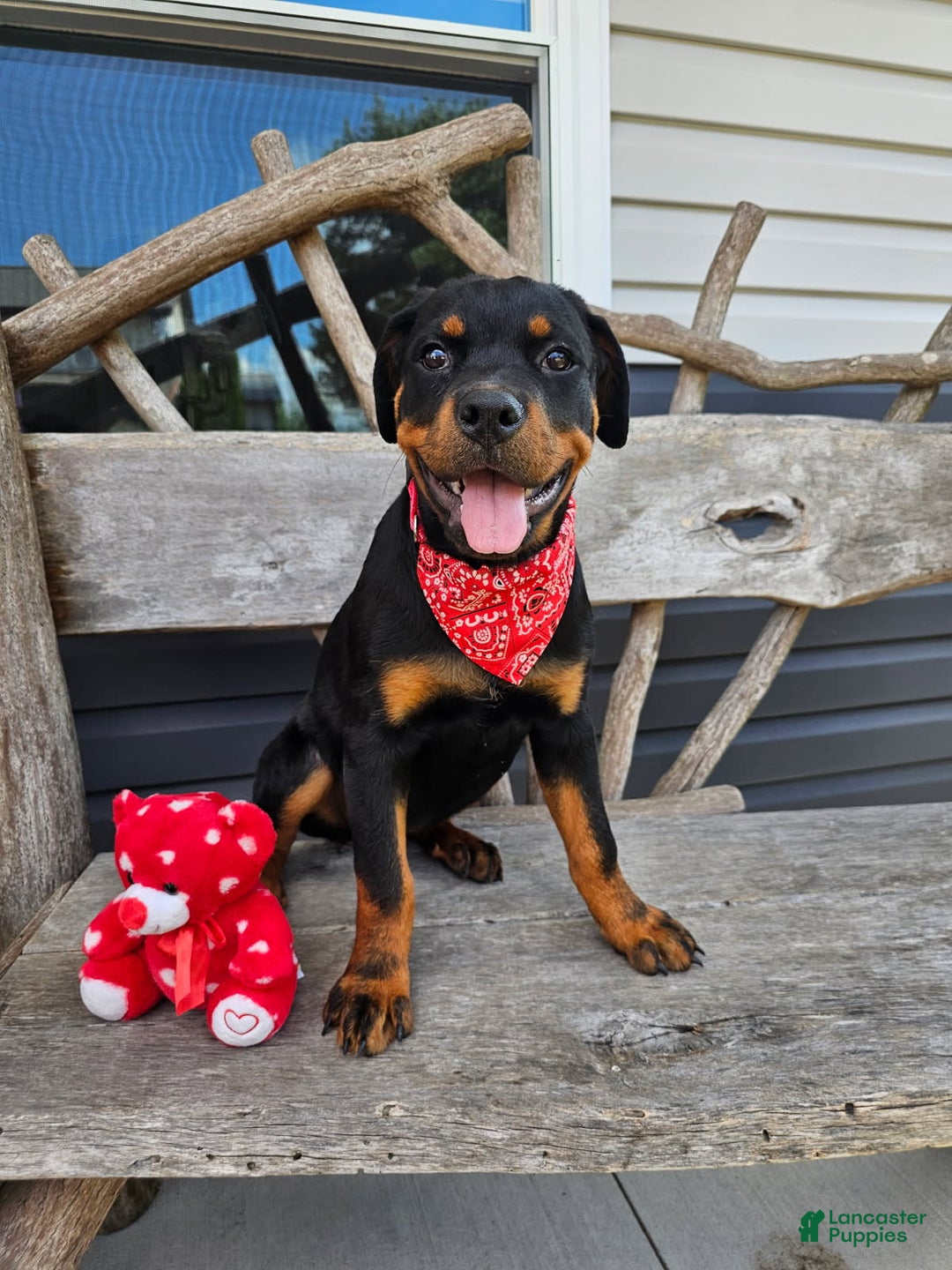 Rottweiler dogs for sale: Ashton - Image 3