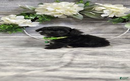 Schipperke dogs for sale: Buddy - Image 4