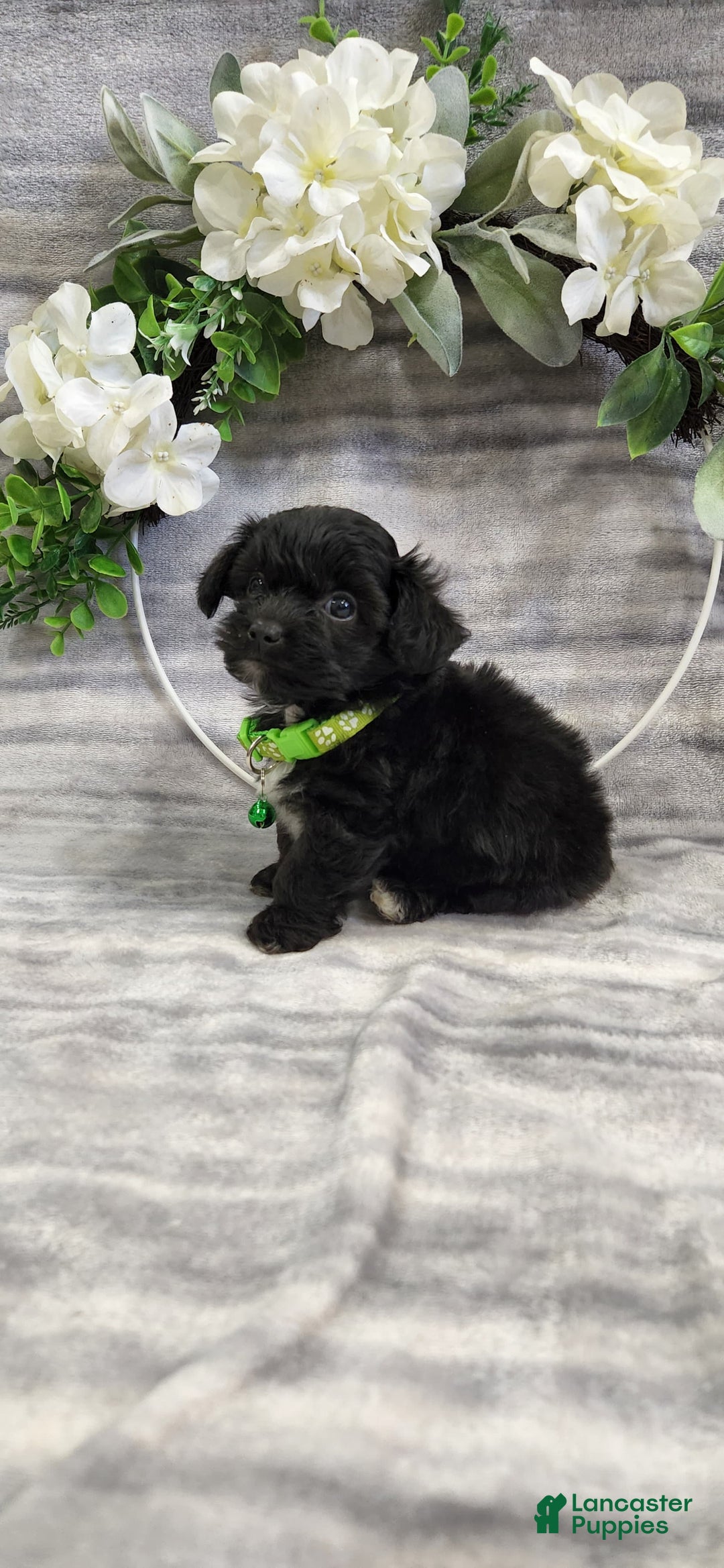 Schipperke dogs for sale: Buddy - Image 4