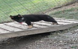 Gerberian Shepsky dogs for sale: Atticus - Image 4