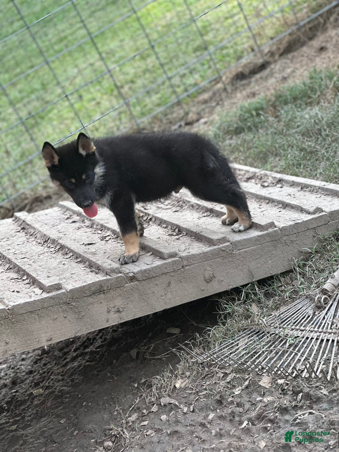 Gerberian Shepsky dogs for sale: Atticus - Image 4