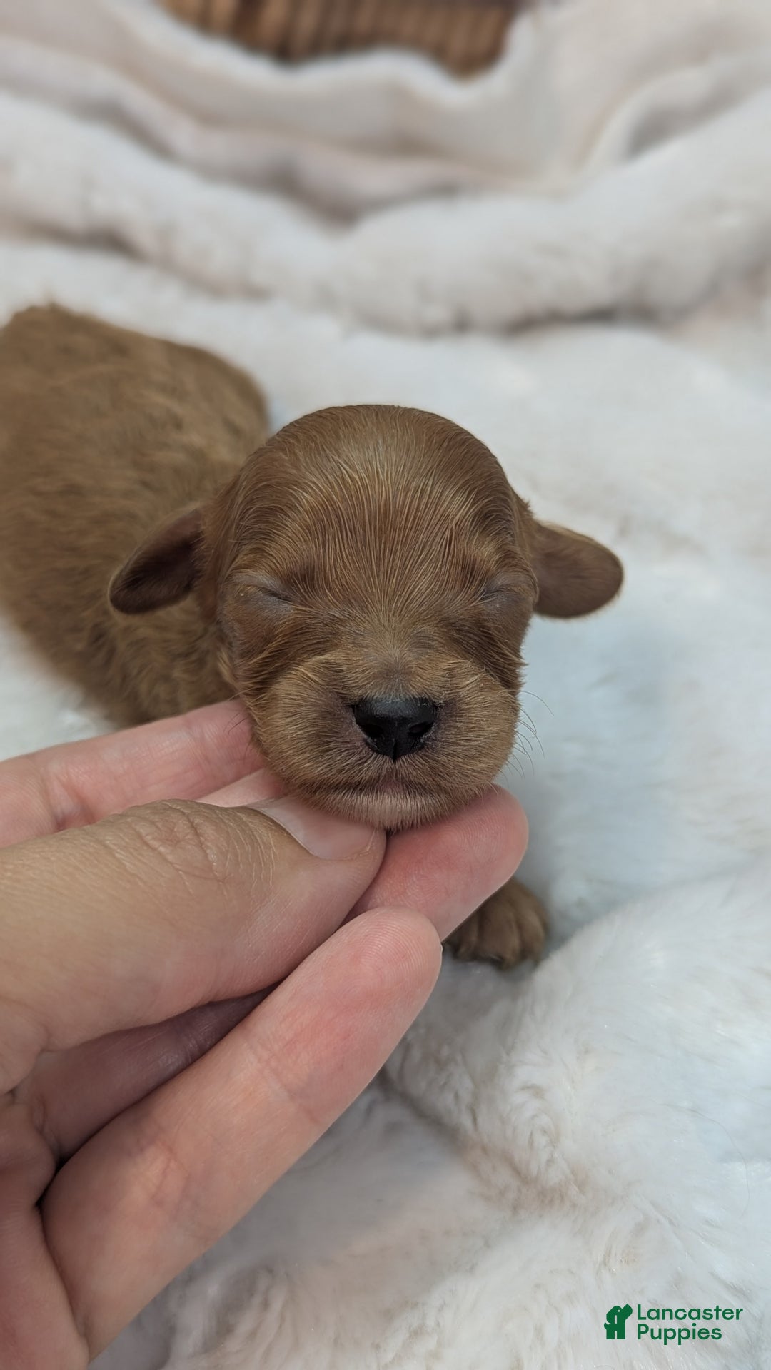 Cavapoo dogs for sale: Apollo - Image 21