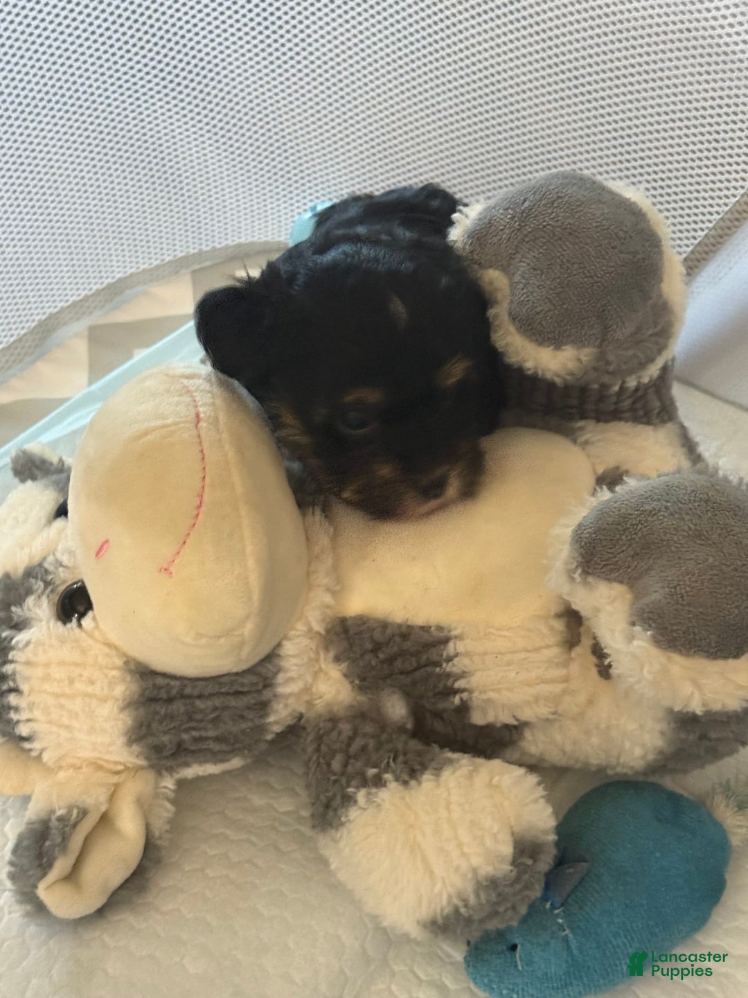 Yorkiepoo dogs for sale: Teacup Casey - Image 8
