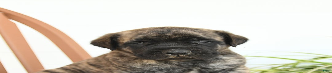 Mr Grizzle