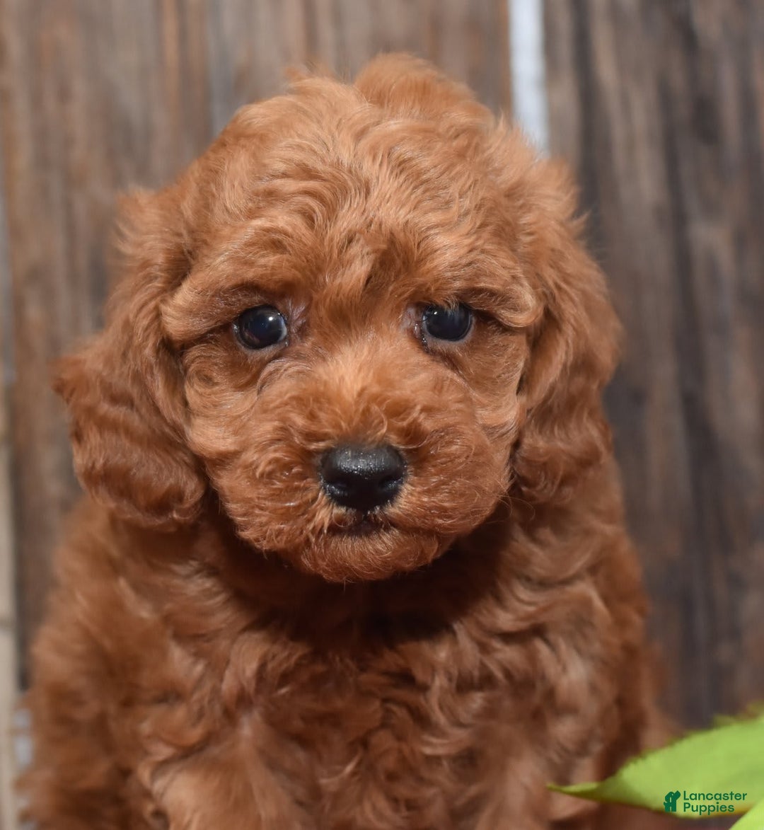 Miniature Poodle dogs for sale: Trotter - Image 2