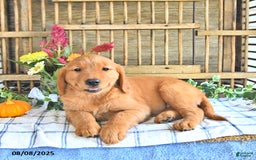 Golden Retriever dogs for sale: Golden Retriever 11 puppies - Image 38