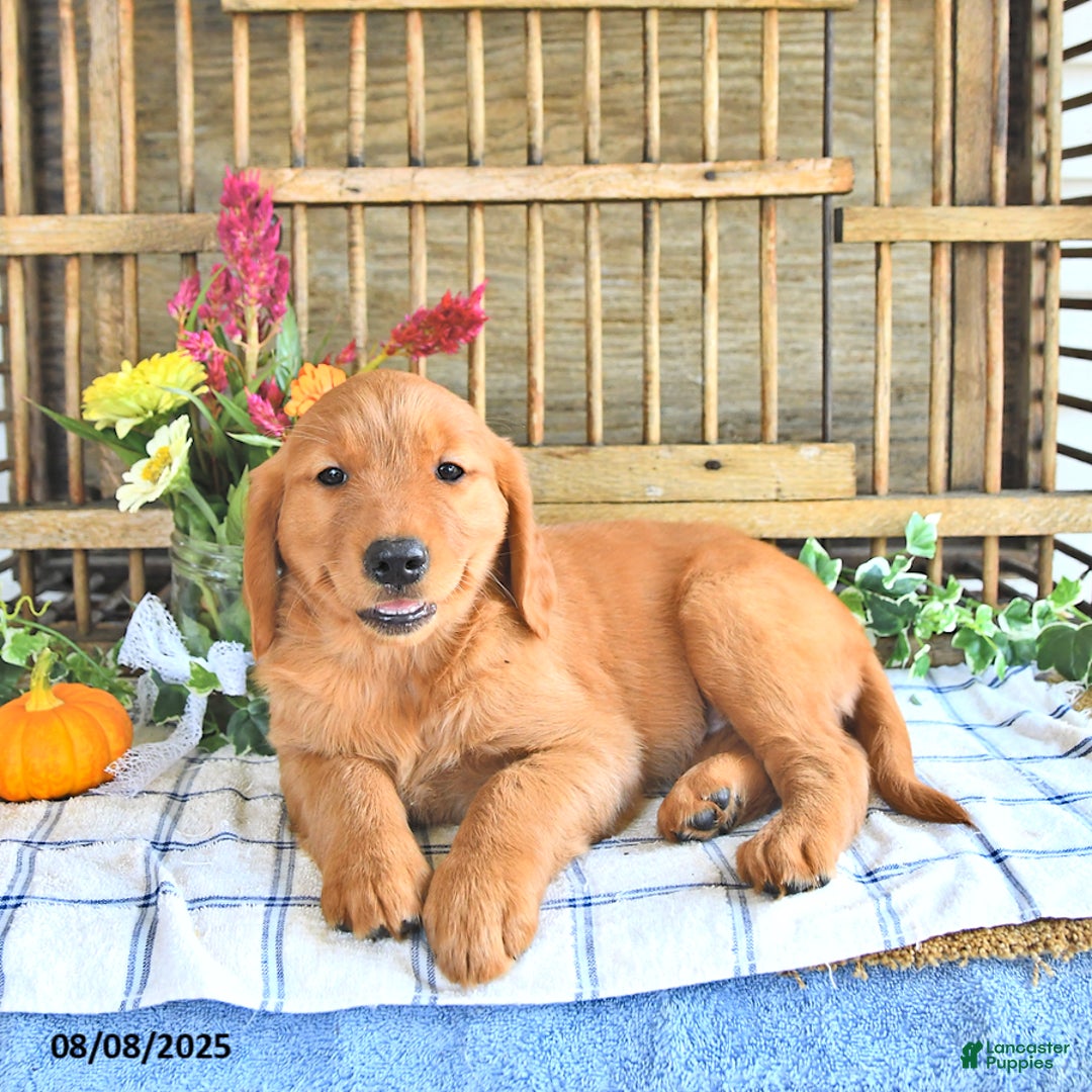 Golden Retriever dogs for sale: Golden Retriever 11 puppies - Image 38