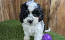 Cavapoo dogs for sale: Missy Girl 3 - Image 6