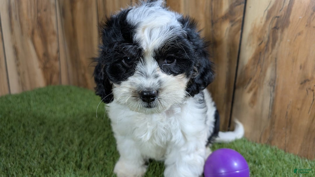 Cavapoo dogs for sale: Missy Girl 3 - Image 6