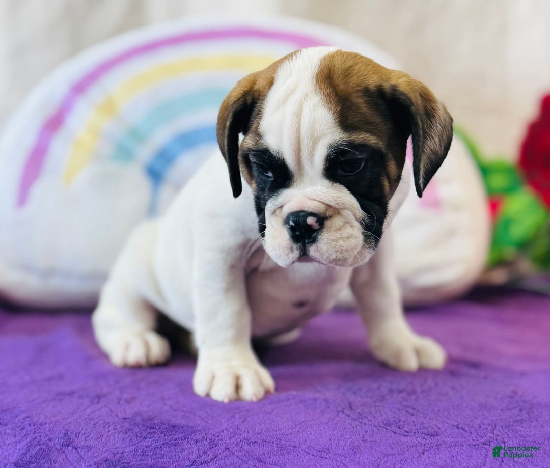 English Bulldog dogs for sale: Lincoln - Image 5