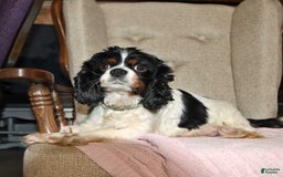 Cavalier King Charles Spaniel dogs for sale: Melanie Ruth - Image 4