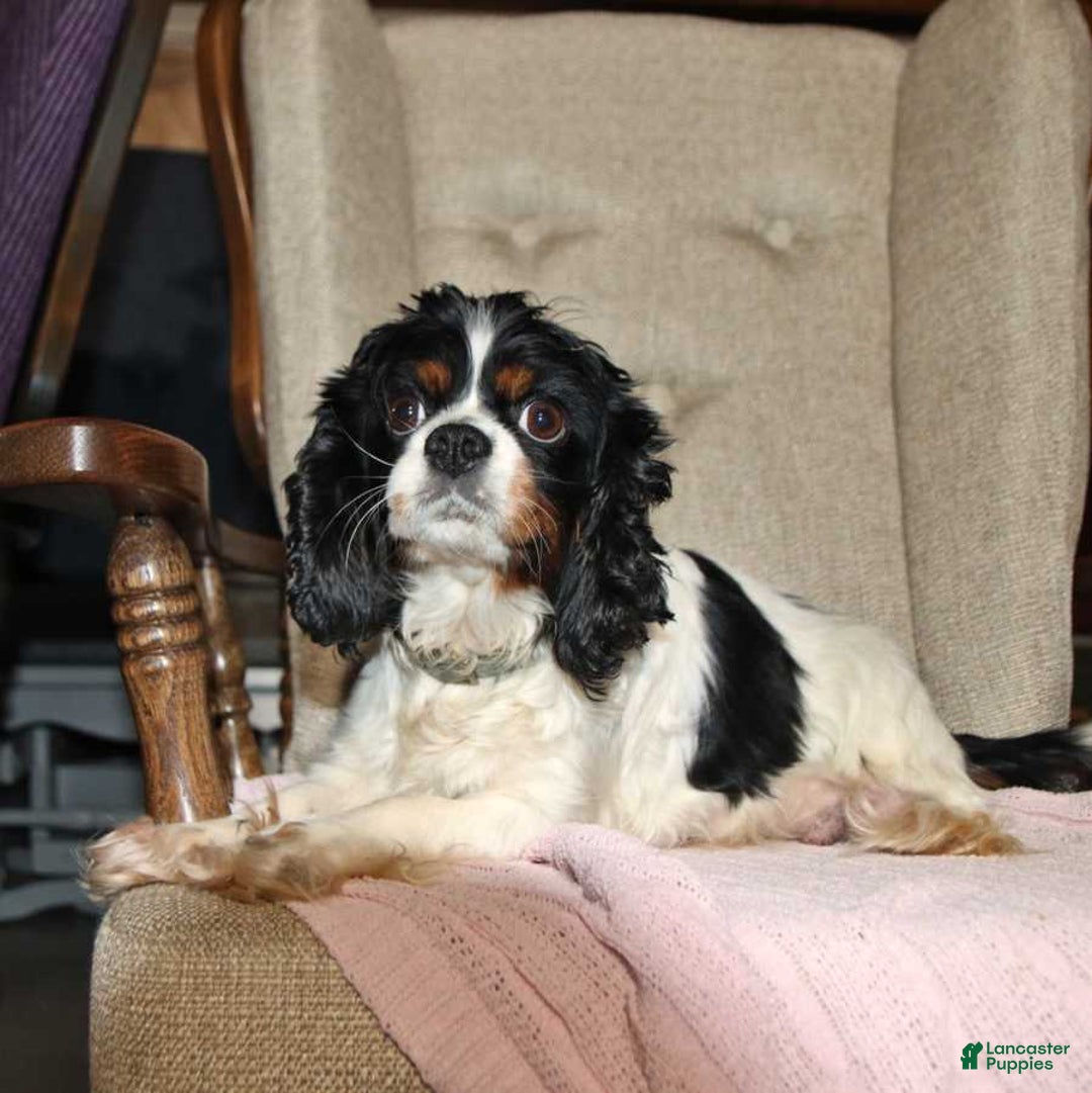 Cavalier King Charles Spaniel dogs for sale: Melanie Ruth - Image 4