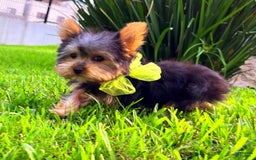 Yorkshire Terrier dogs for sale: Jeff - Image 3