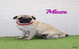 Pug dogs for sale: Marley - Image 7