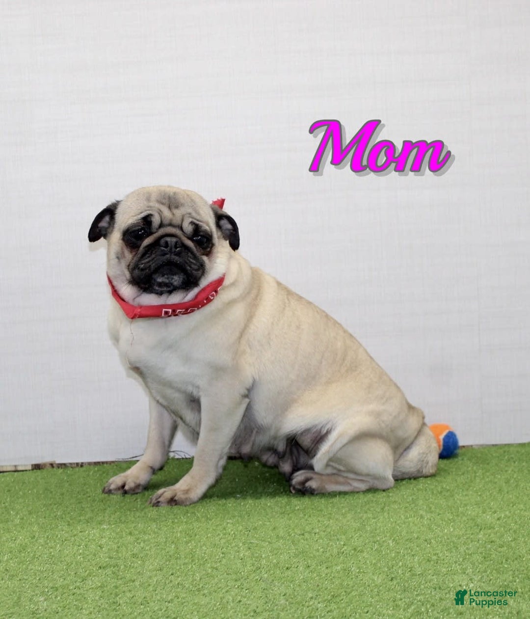 Pug dogs for sale: Marley - Image 7