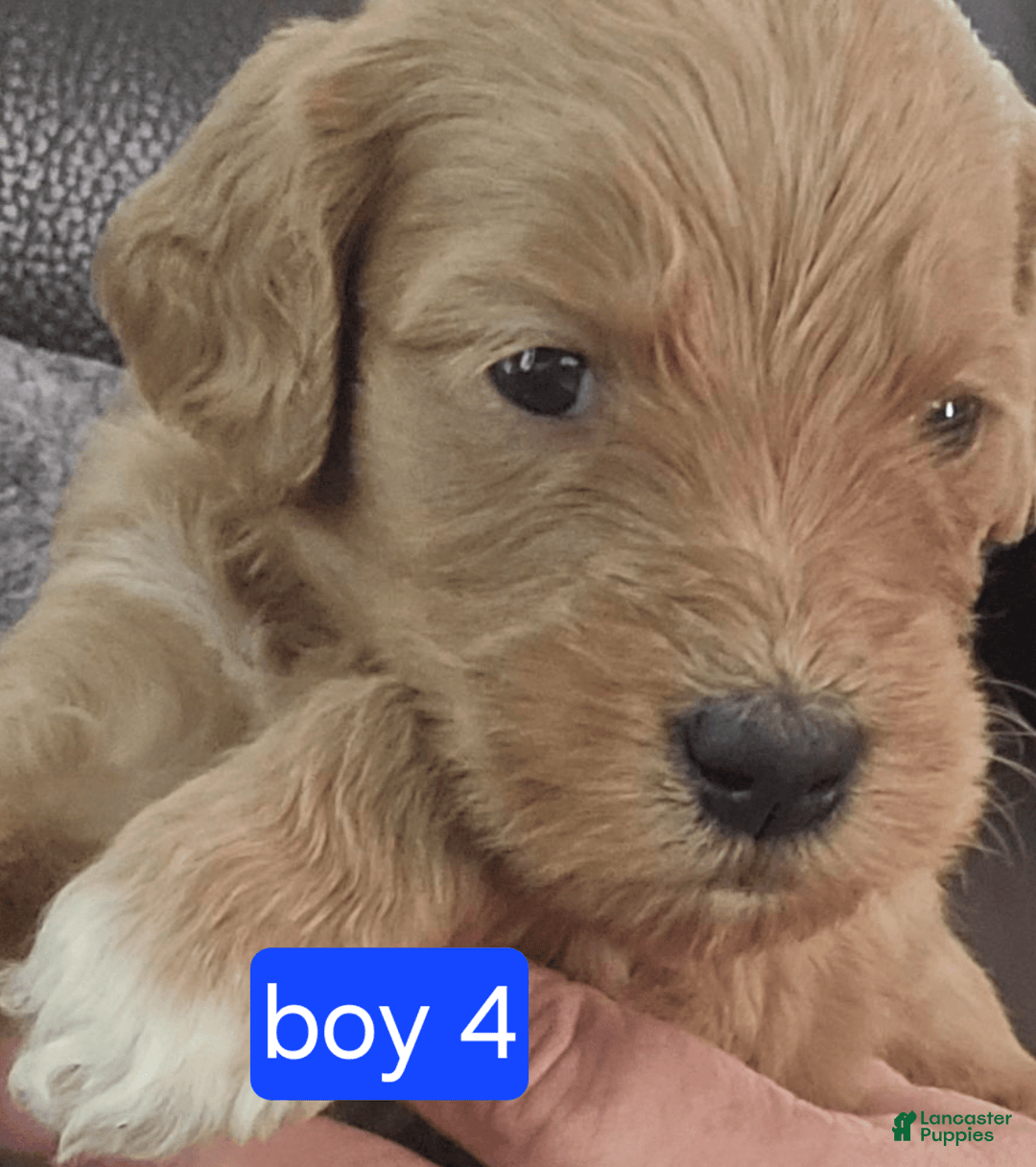 Goldendoodle dogs for sale: Max - Image 4