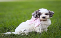 Goldendoodle dogs for sale: Oakland - Image 11