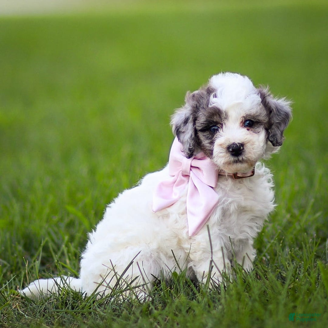 Goldendoodle dogs for sale: Oakland - Image 11