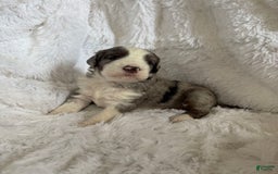 Bernedoodle dogs for sale: Bernedoodle 5 puppies - Image 9