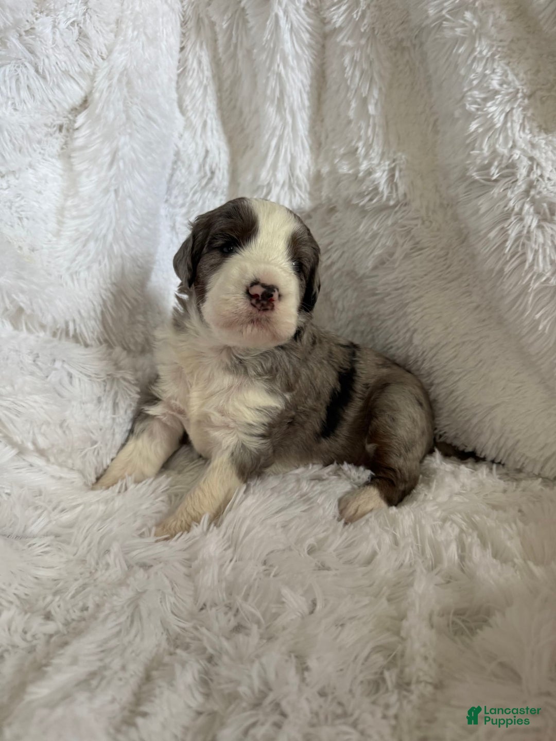 Bernedoodle dogs for sale: Bernedoodle 5 puppies - Image 9