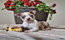 Boston Terrier dogs for sale: Laura - Image 10
