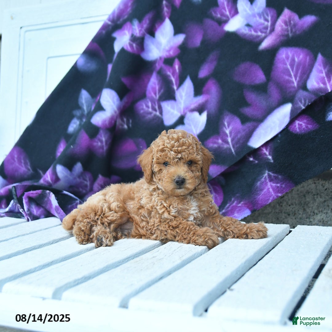 Toy Poodle dogs for sale: Timmy - Image 5