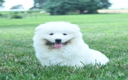 Samoyed dogs for sale: Bear - Image 2