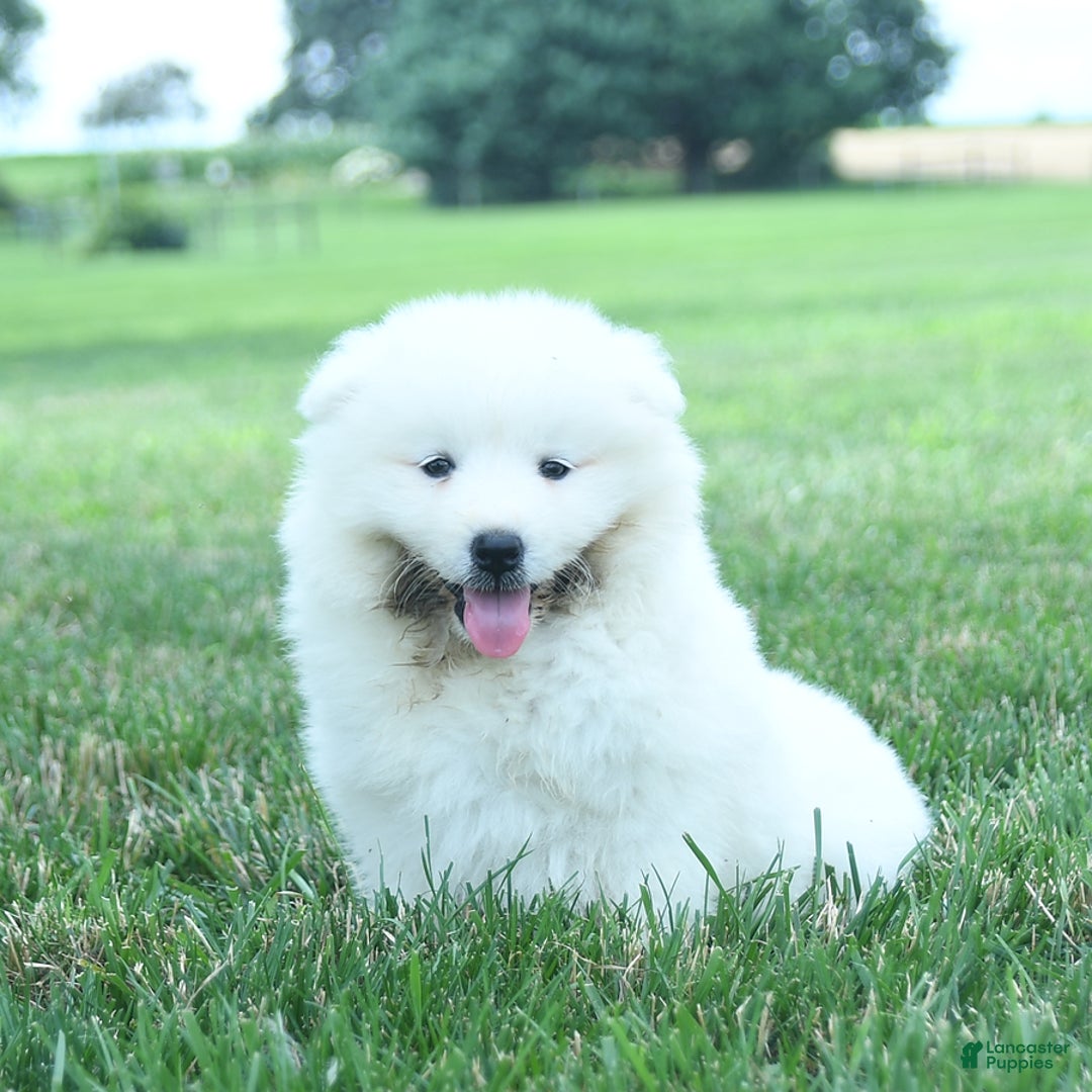 Samoyed dogs for sale: Bear - Image 2
