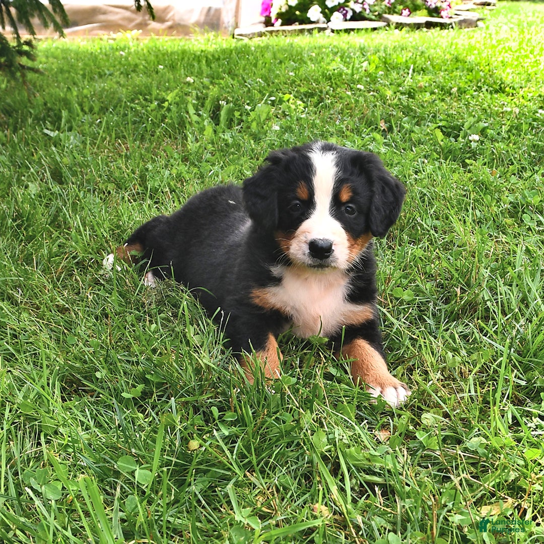 Bernese Mountain Dog dogs for sale: Licia - Listing for pets: Lael, Licia, Vincent, Virgil - Image 3