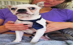 Boston Terrier dogs for sale: Nolan - Image 21