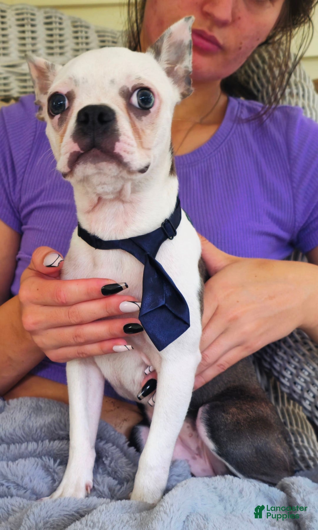 Boston Terrier dogs for sale: Nolan - Image 21