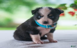 Miniature Australian Shepherd dogs for sale: Twinkle - Image 1